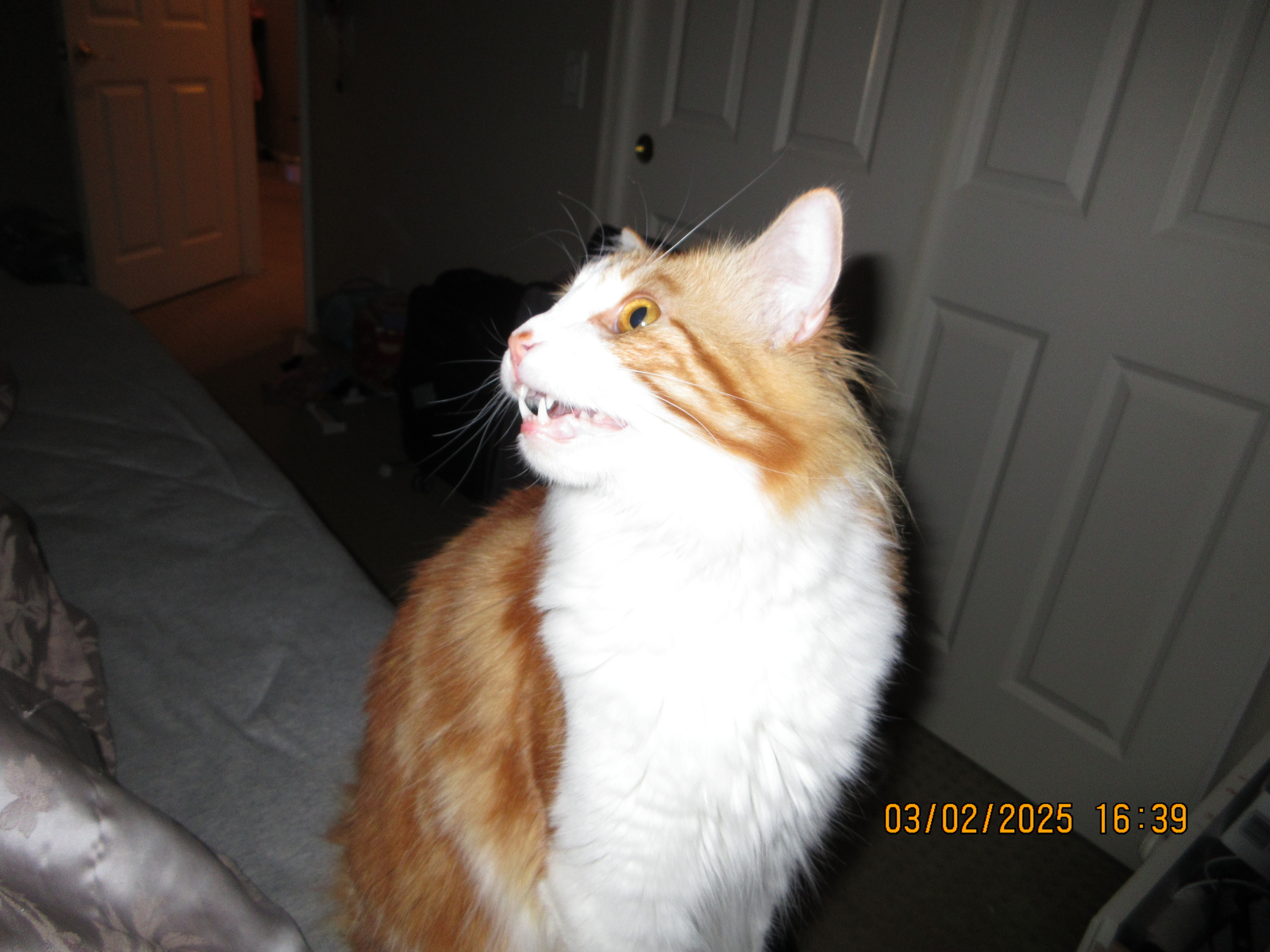 Cat photo