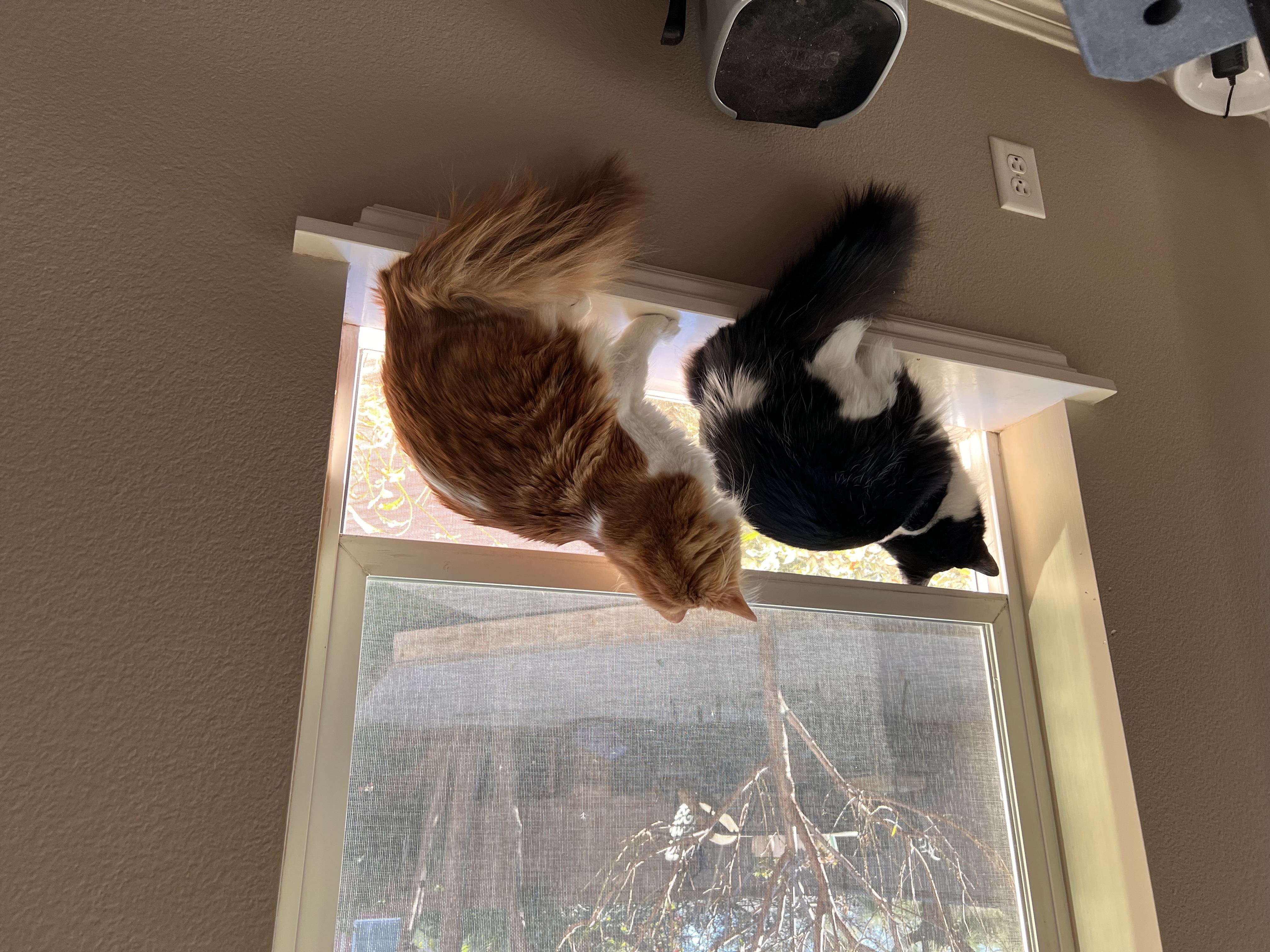 Cat photo