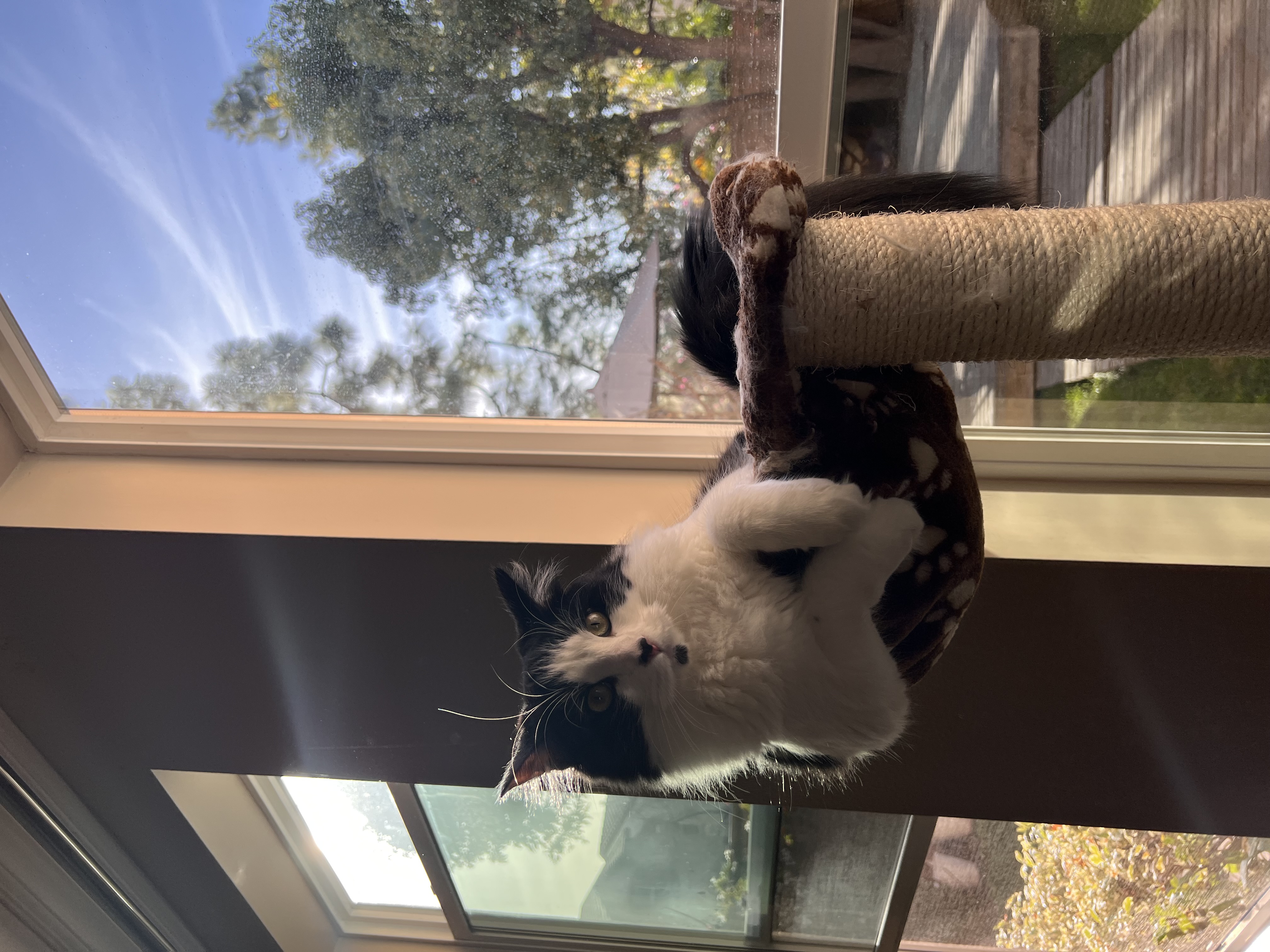 Cat photo