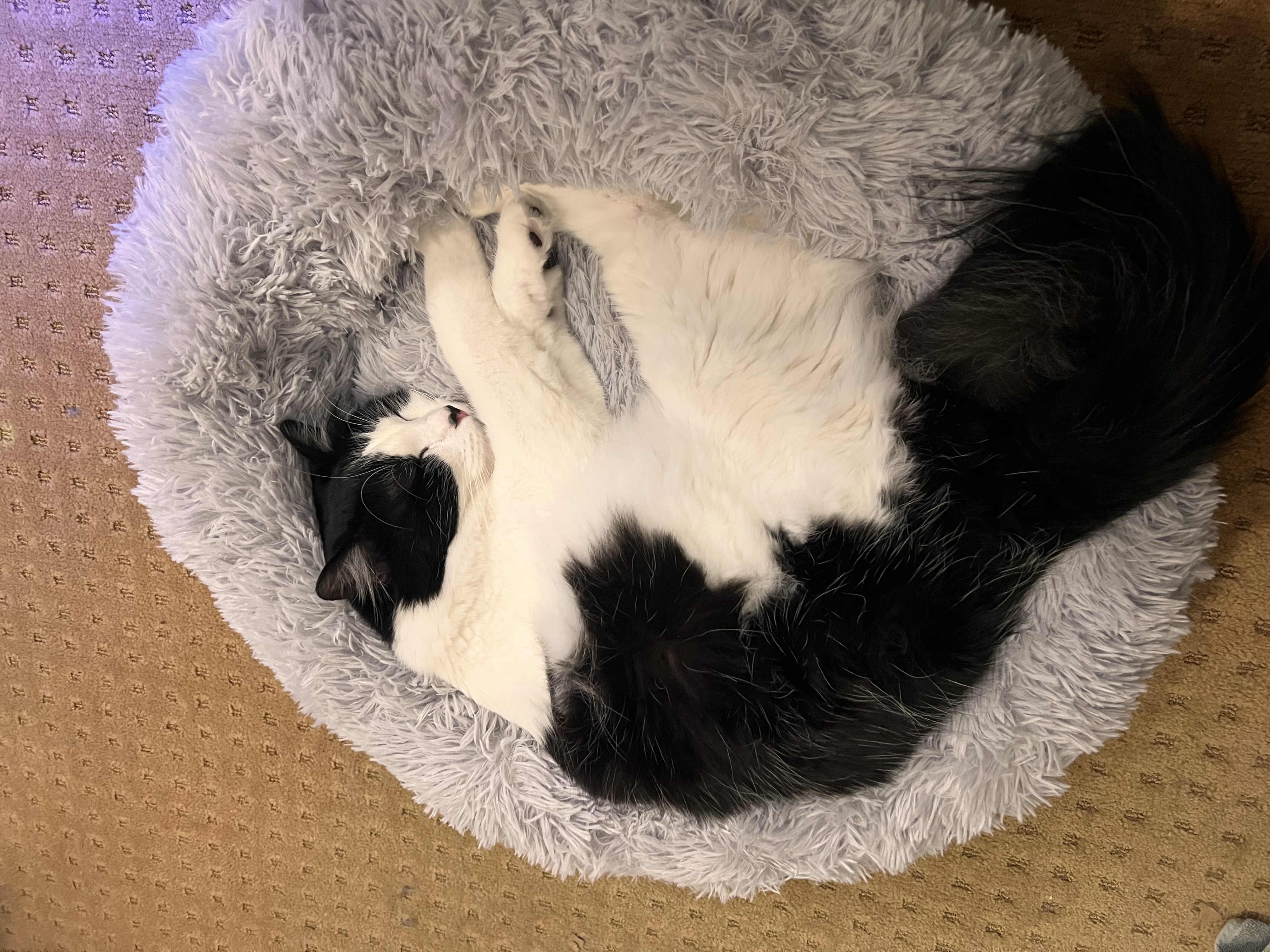 Cat photo