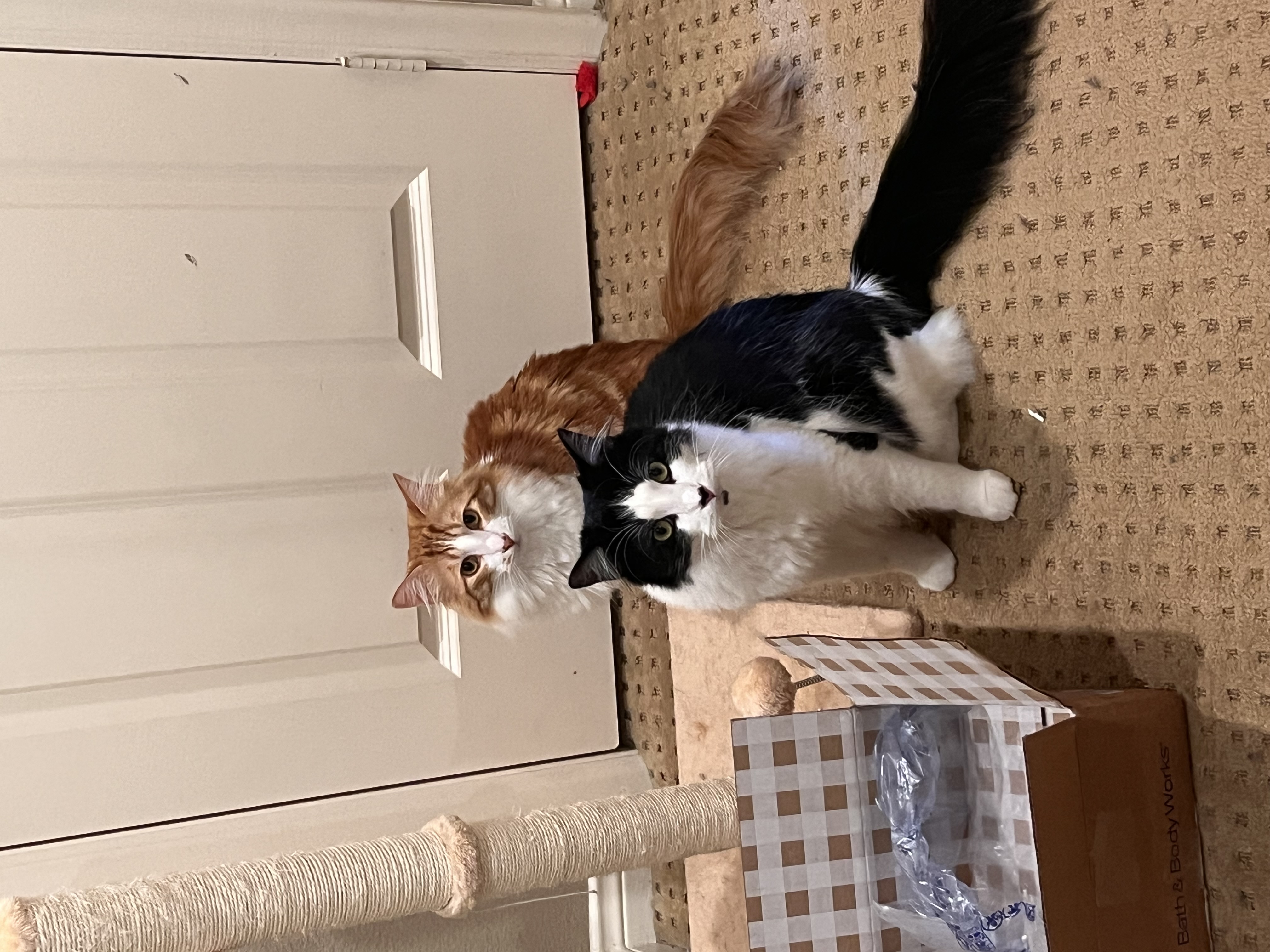 Cat photo