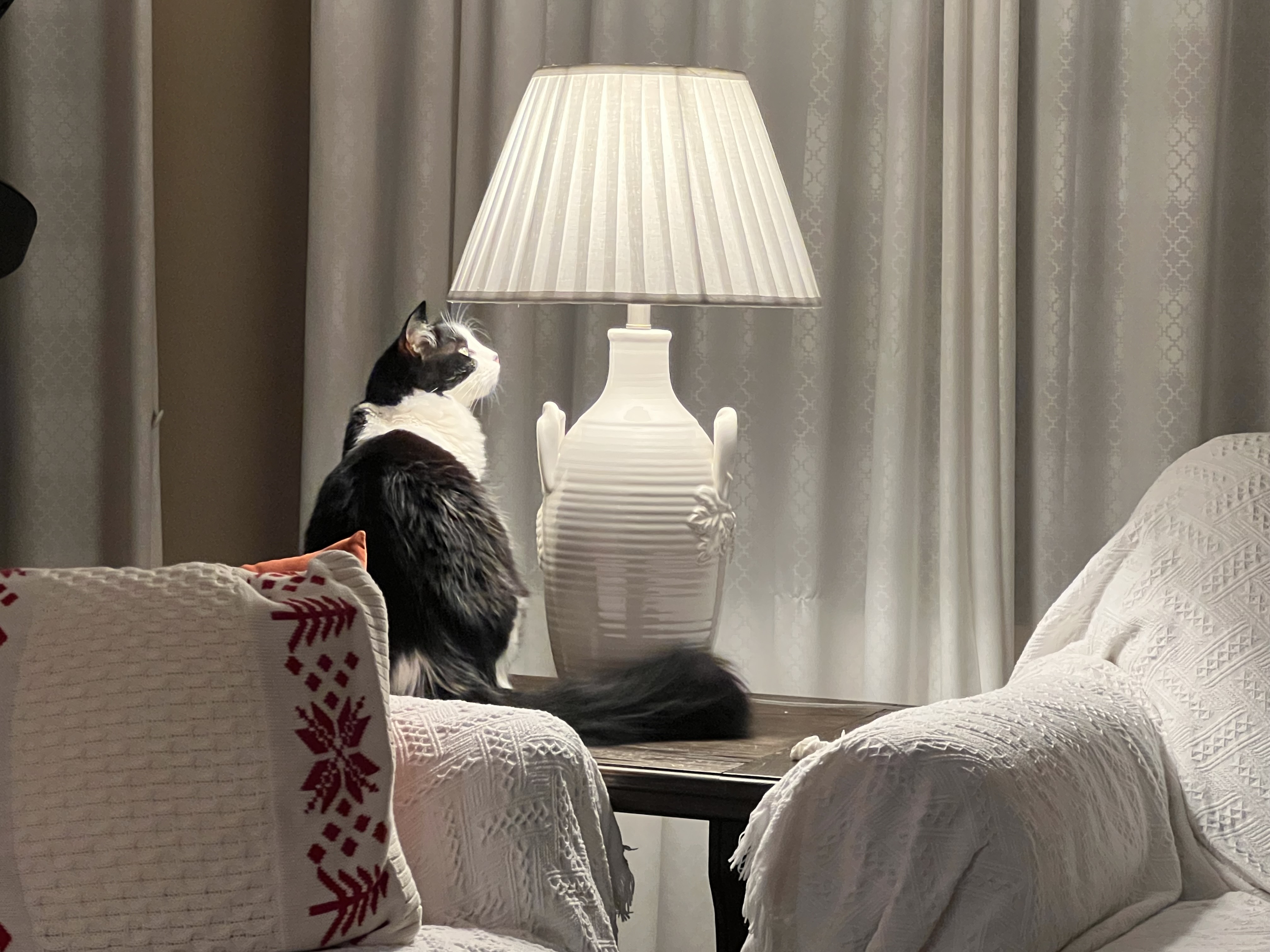 Cat photo