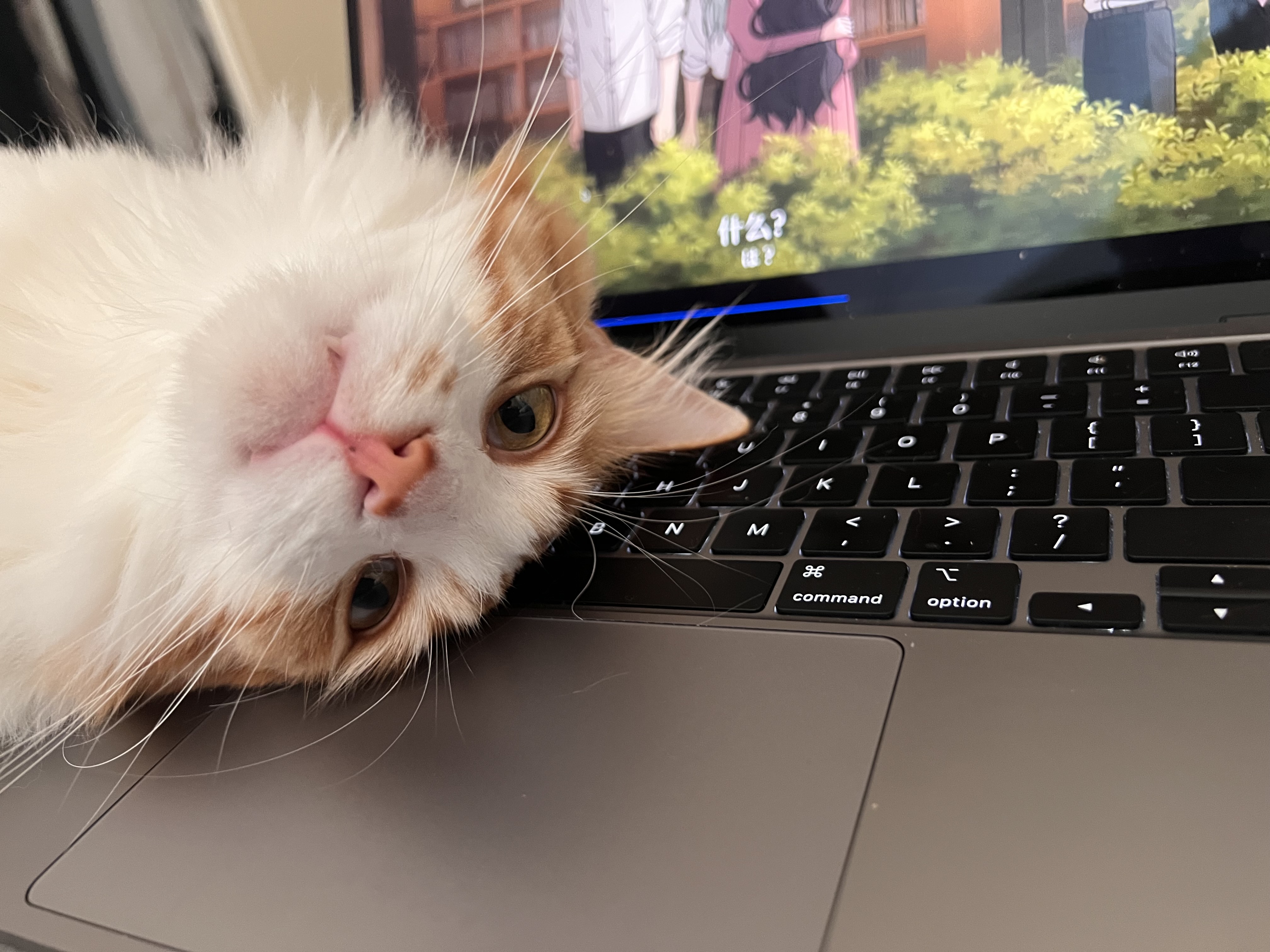 Cat photo