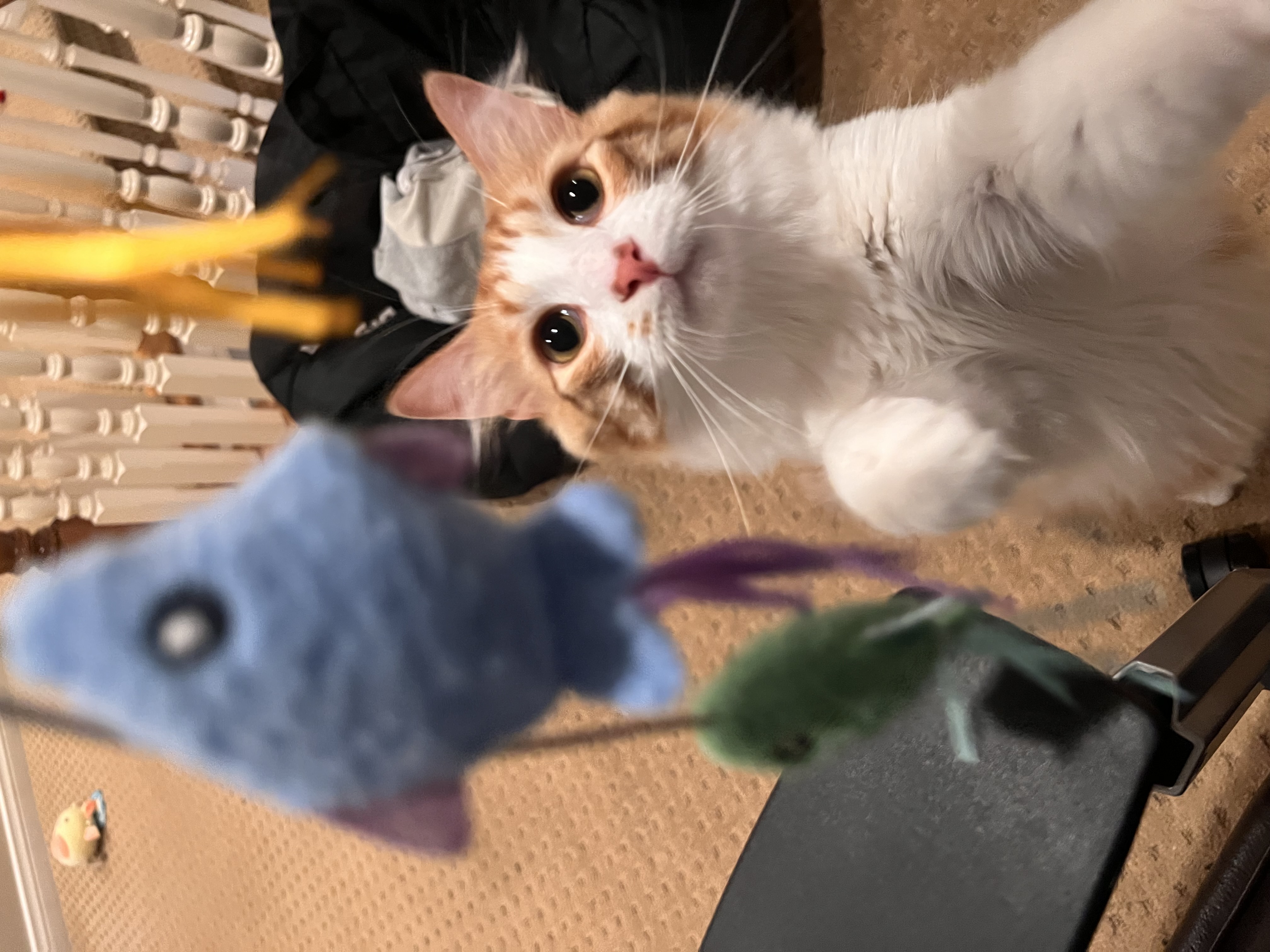 Cat photo