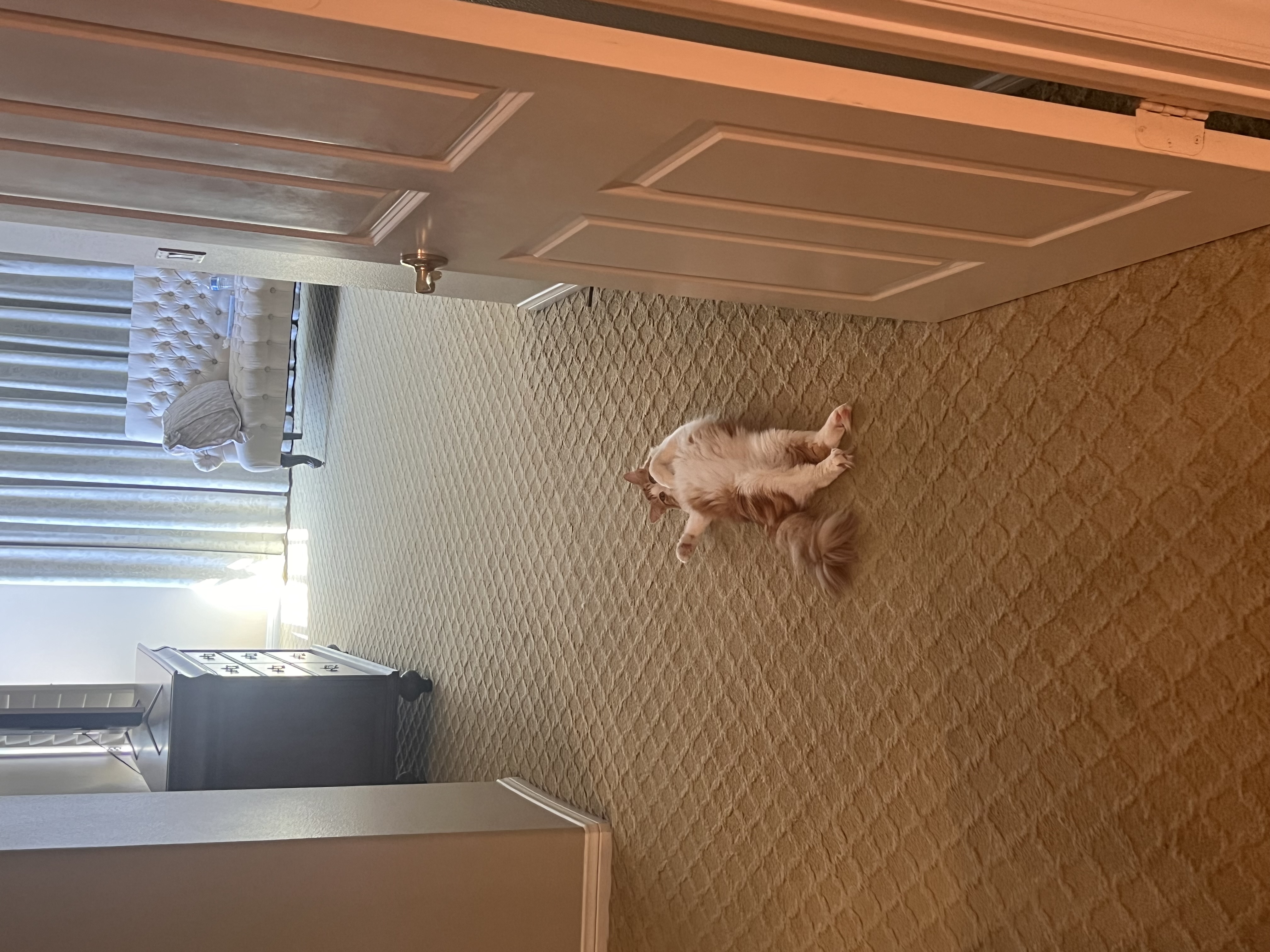 Cat photo
