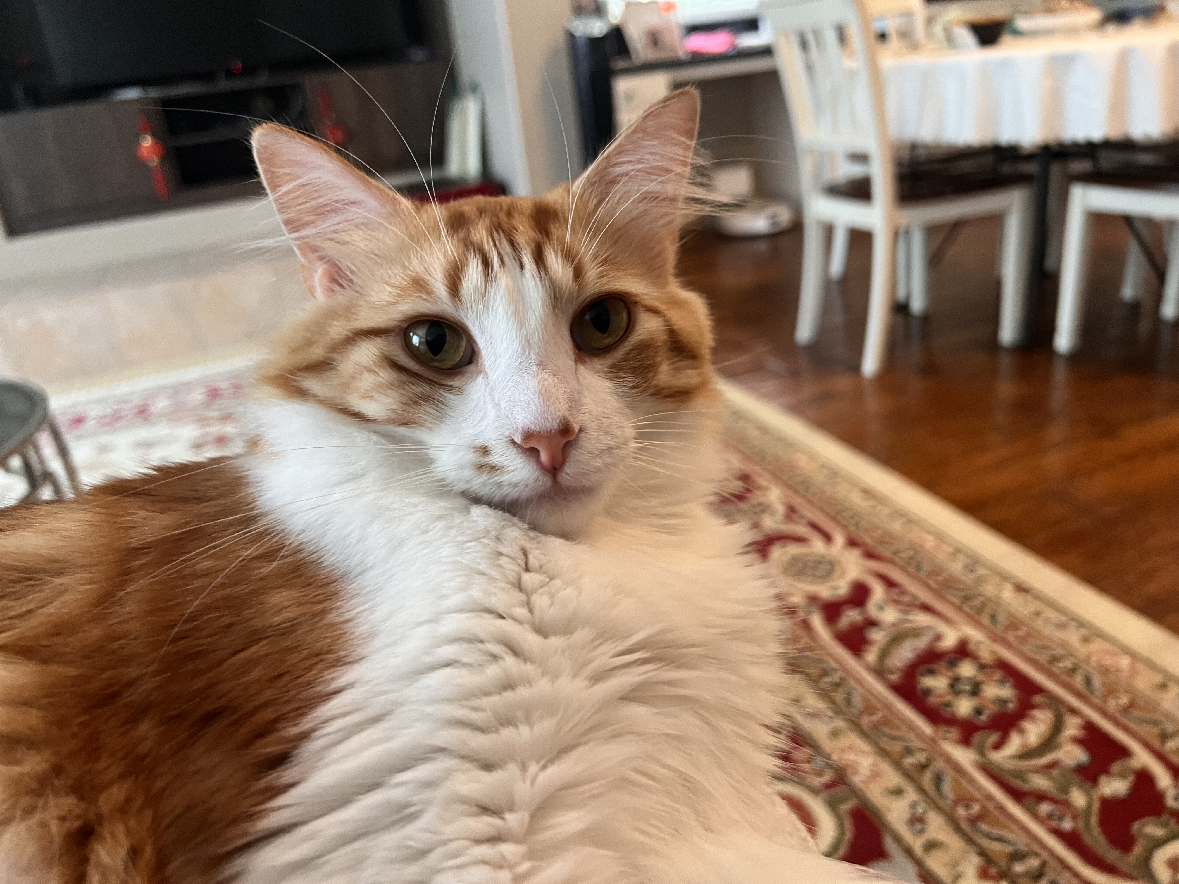 Cat photo