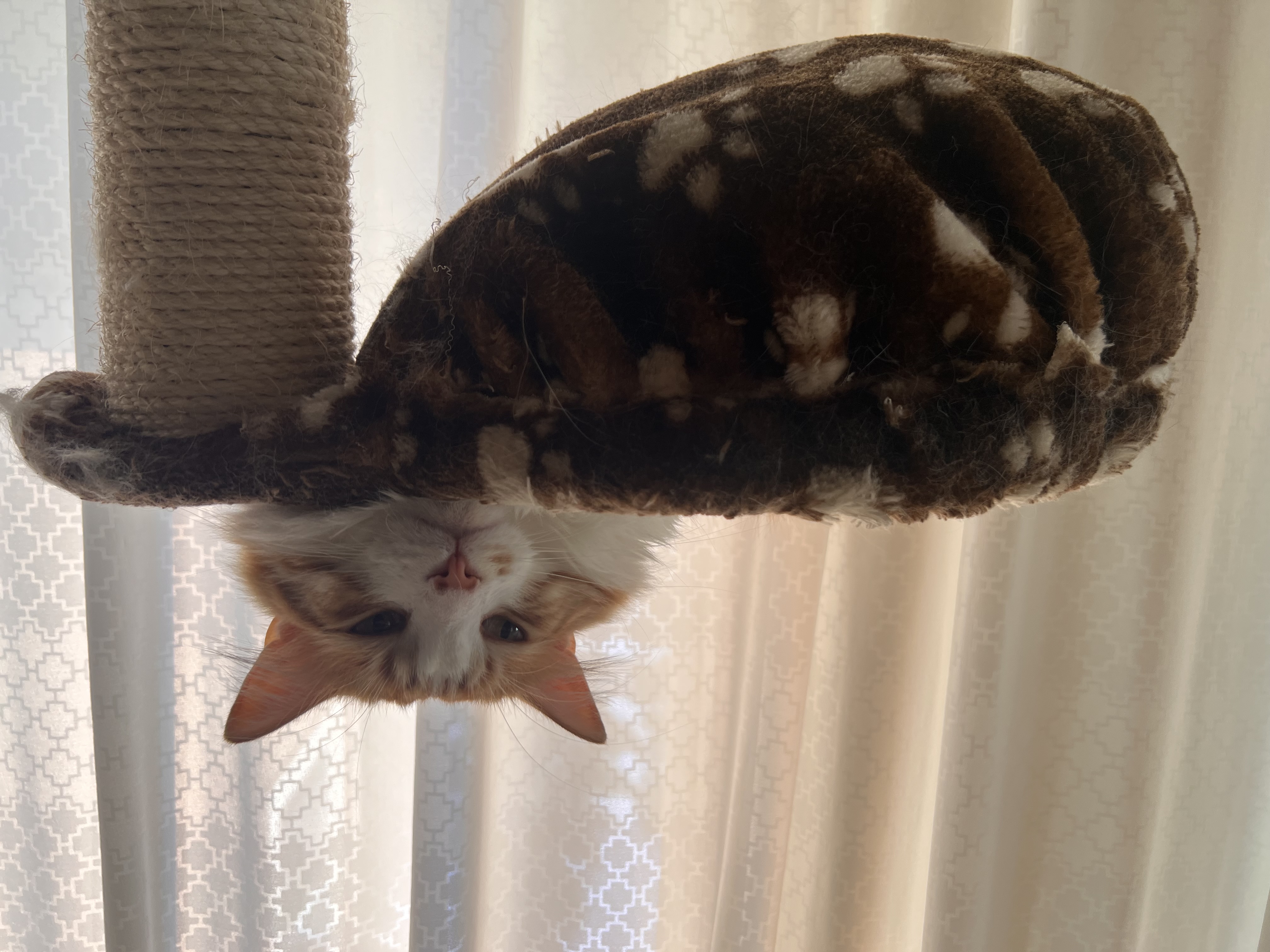 Cat photo
