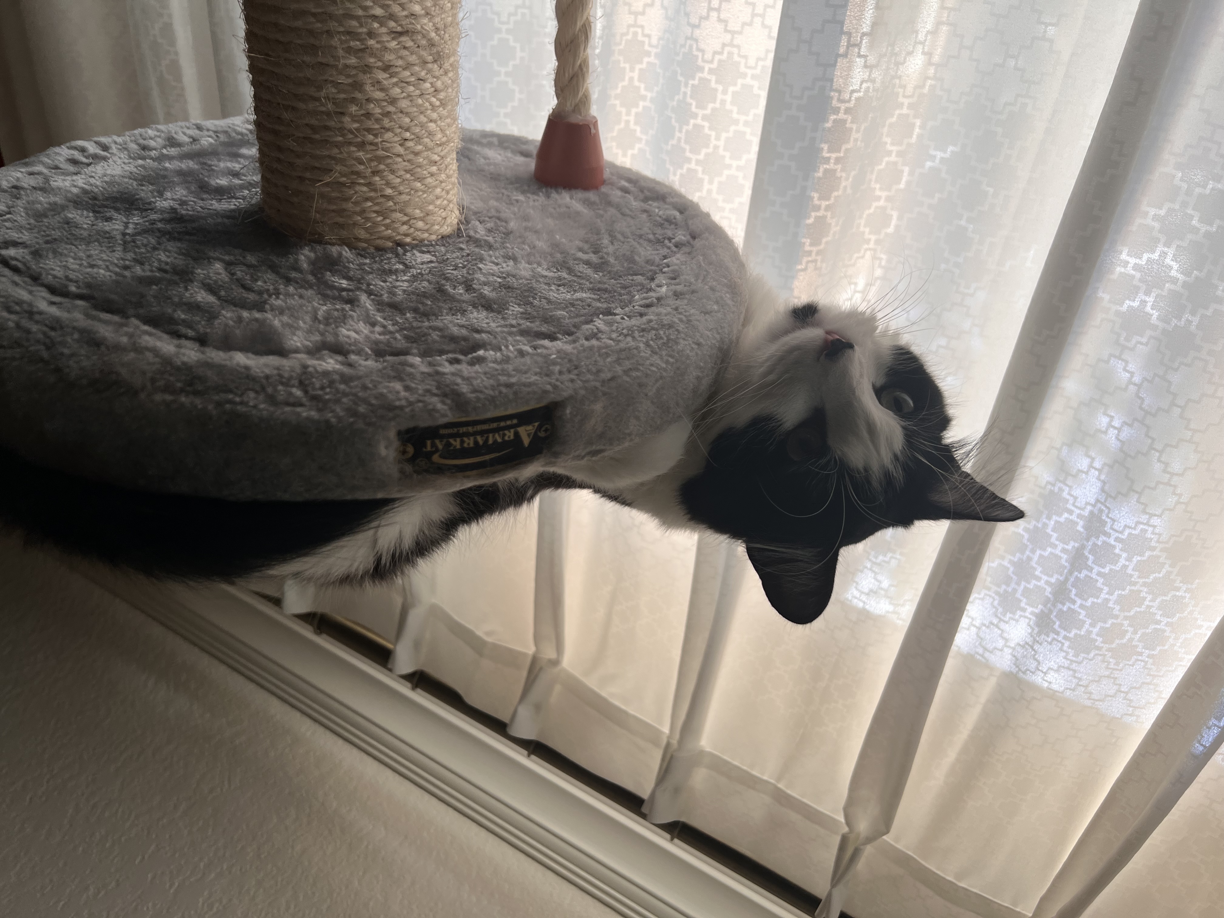 Cat photo