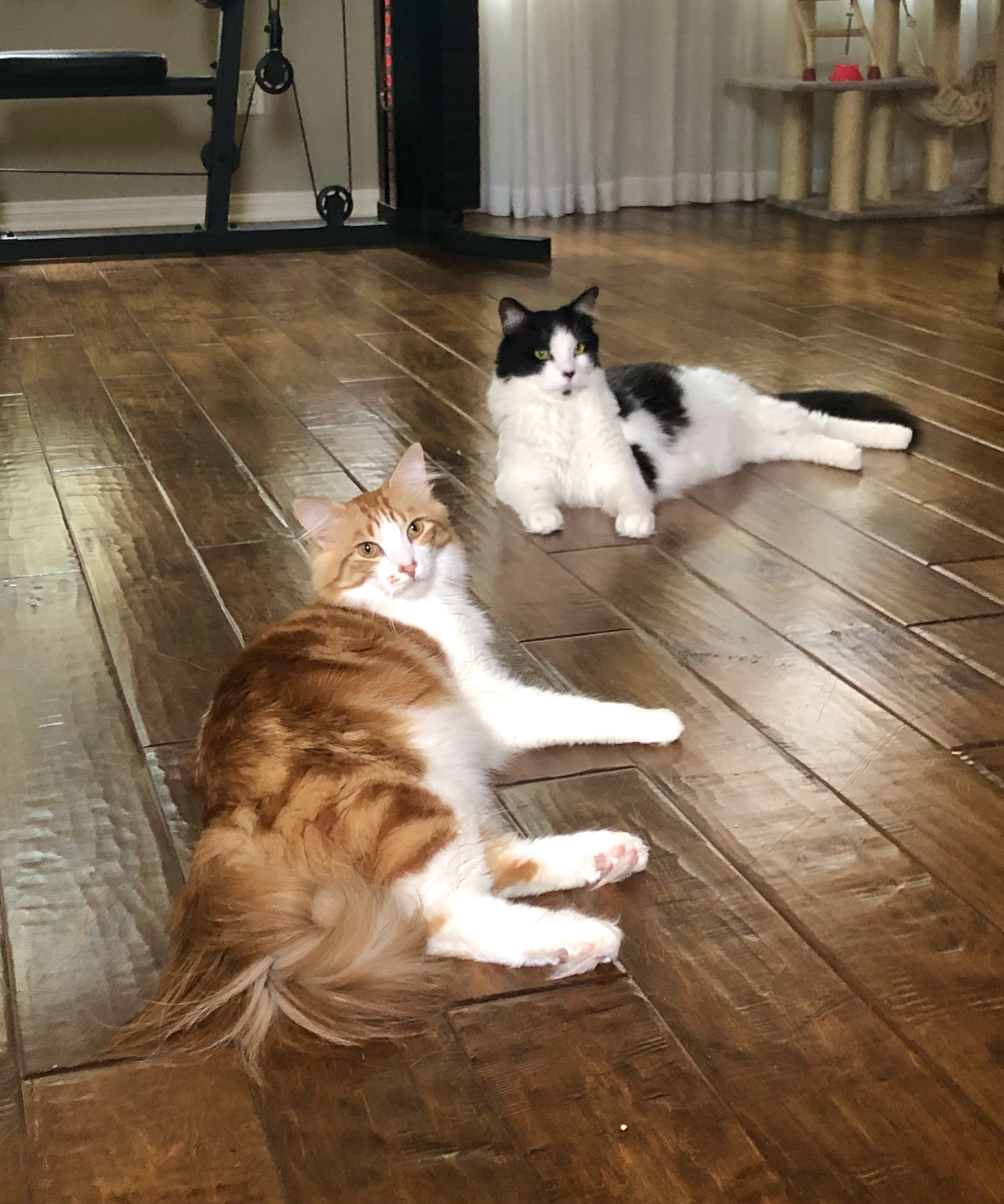 Cat photo